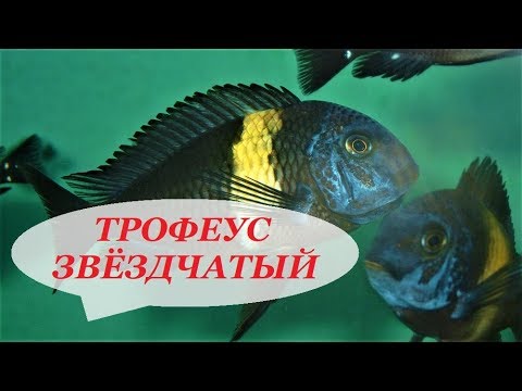 Видео: Трофеус Звёздчатый содержание в аквариуме, разведение, уход и чем кормить