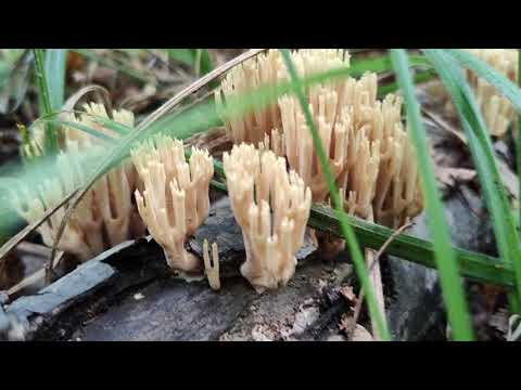Видео: #пленэр #леснойпейзаж #пленэрвлесу #лес #ундоры #ульяновская_область #художник #искусство #art #аква