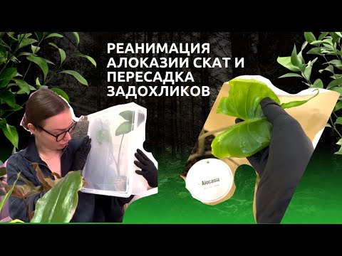 Видео: #4 Спасение #Алоказии Стингрей (Скат) и #пересадка задохликов