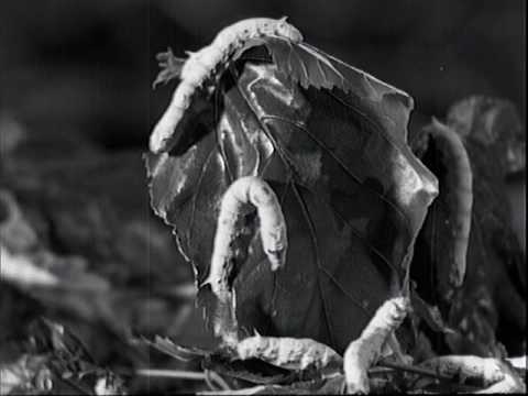 Видео: Вардар Филм - Свилен Конец