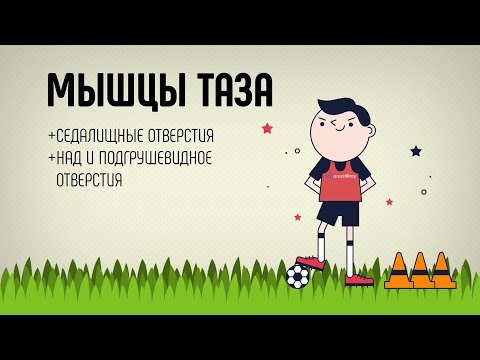 Видео: Мышцы таза