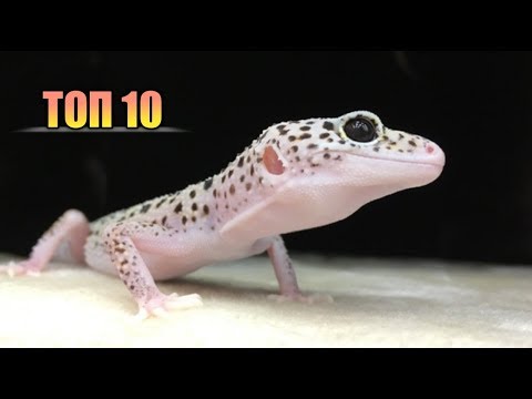 Видео: ТОП 10 САМЫХ КРАСИВЫХ ЭУБЛЕФАРОВ