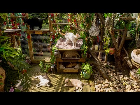 Видео: Видеоэкскурсия по раю моих кошек CATIO!