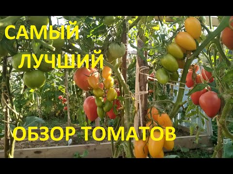 Видео: Самый интересный обзор о томатах нашего канала!