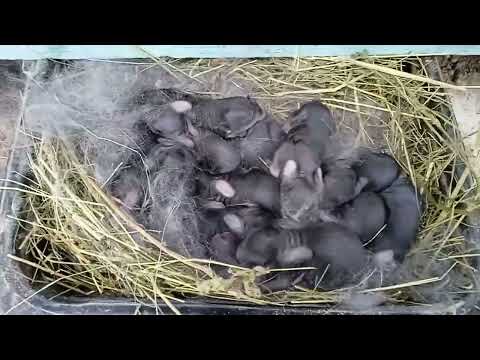 Видео: Крольчиха бельгийский великан родила очень много крольчат. Кролики фландр.