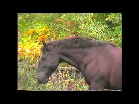 Видео: уединение