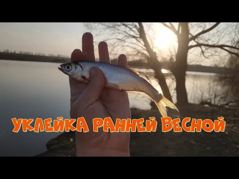 Видео: Уклейка ранней весной.