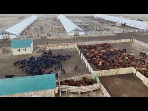 Видео: В области Абай новые линии лошадей Шойынқара и Байторы.