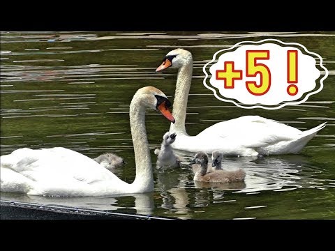 Видео: Лебеди с птенцами, горы и цветы. Австрия!