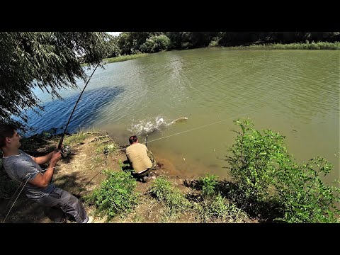 Видео: ловля ДИКОГО АМУРА на р. КУБАНЬ! Рыбалка на КУБАНИ в АВГУСТЕ!20-ти часовая сессия ЭМОЦИИ ЗАШКАЛИВАЮТ