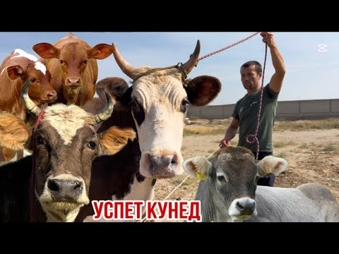 Видео: МОЛХОИ АЛИШЕР МОЛХОИ ШИРИ БО НАРХИ АРЗОН 8 октября 2025 г.