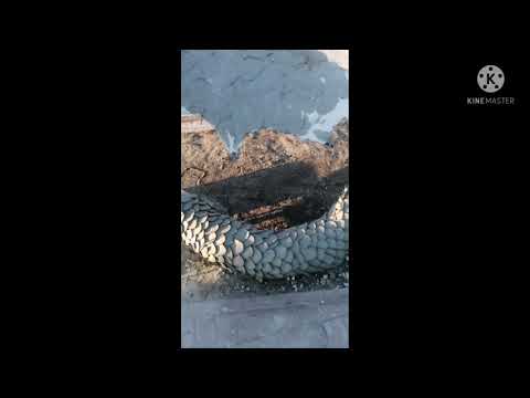 Видео: Скамья Дракон из артбетона.