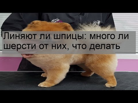 Видео: Линяют ли шпицы: много ли шерсти от них, что делать