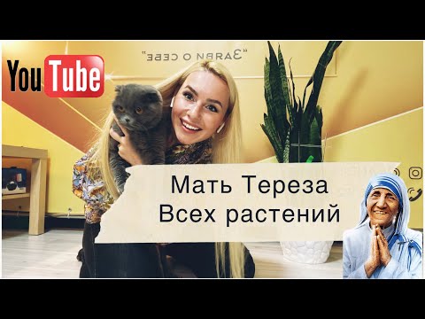 Видео: Мать Тереза всех растений!