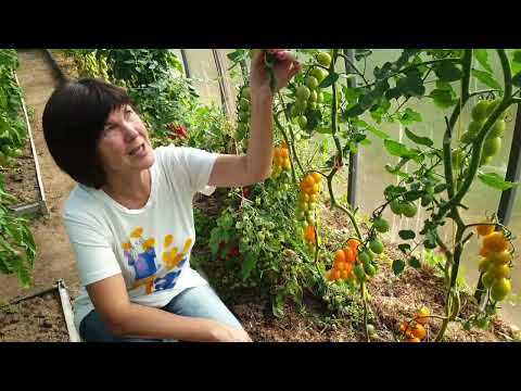 Видео: Обзор сортов томатов (часть 2). Сезон 2023. Черри, коктейльные, горшечные томаты - сорок сортов.