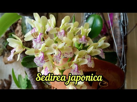Видео: Sedirea japonica-Полив,Грунт,Свет,Удобрения,Зимний Отдых 😊