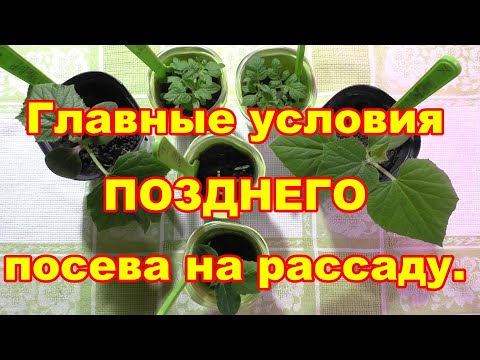 Видео: Можно посеять позже ,а получить урожай раньше, если соблюдать главные условия выращивания рассады