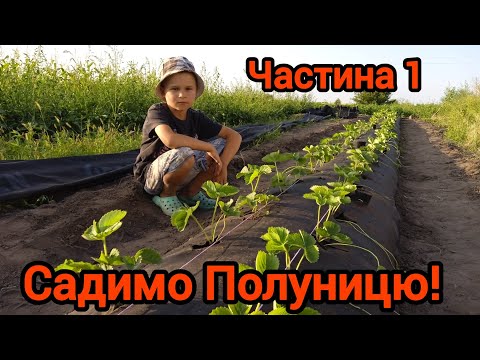 Видео: Висадка Полуниці! 