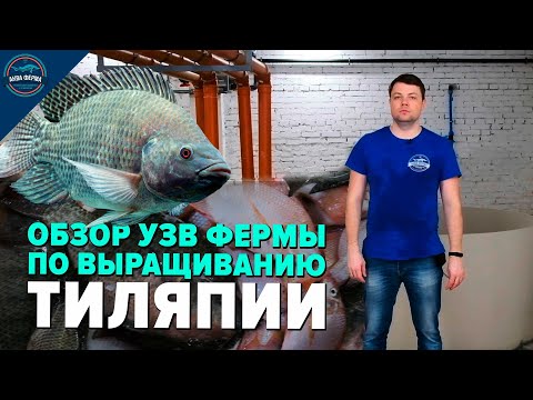 Видео: Обзор Узв фермы по выращиванию Тиляпии