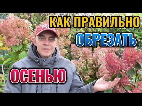 Видео: Осенняя обрезка МЕТЕЛЬЧАТОЙ гортензии на ранее цветение и защита штамбов от растрескивания коры 🌺🍂