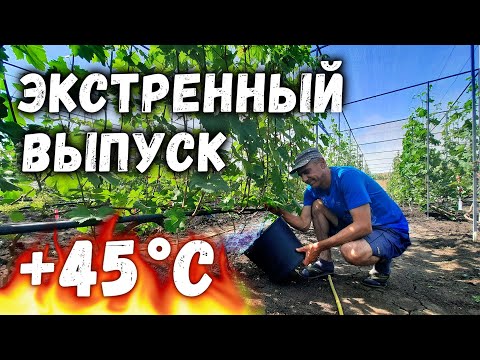 Видео: ЭКСТРЕННЫЙ ВЫПУСК,  ЖАРА!  -  ПОЛИВ ВИНОГРАДА