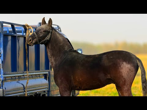 Видео: КАРА БАЙЫРДЫН ЧОҢУ ЗОР ТАЙ ЧЫКТЫ 💪🏻 #байтв 