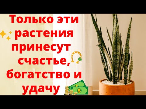 Видео: ОБЯЗАТЕЛЬНО ПОСТАВЬТЕ ЭТИ ЦВЕТЫ В ДОМЕ! Растения, которые приносят удачу, счастье и богатство!