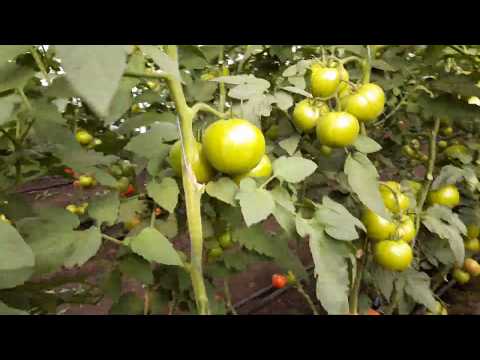 Видео: ЗУЛЬФИЯ ГИБРИДЫ КОТОРЫЕ ПРОШЛИ ОТБОР ДЛЯ ВТОРОГО ОБОРОТА  от Rijk Zwaan‎