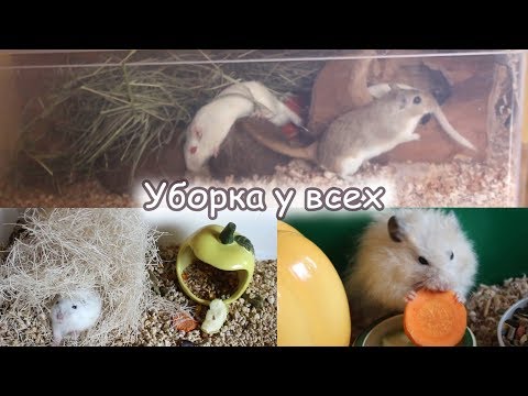 Видео: Уборка у хомяков и песчанок