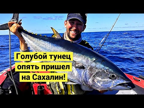 Видео: Охота за Голубым Тунцом! Море у берегов Сахалина кипит от рыбы! // Bluefin Tuna! (Eng Subs)