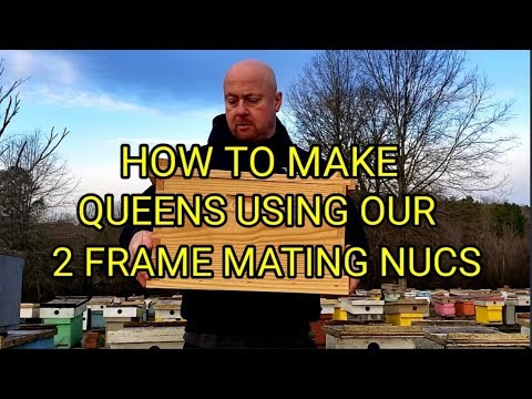 Видео: Как создать королев с помощью двухрамочного нуклеуса для спаривания