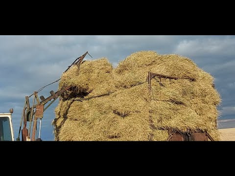 Видео: Жизнь в селе#Казахстан#Три телеги соломы привезли уже.