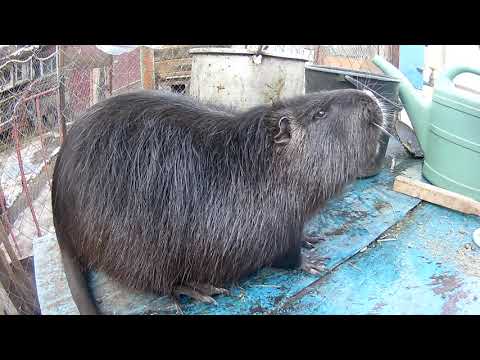 Видео: Годичные самки, их вес и причина забоя