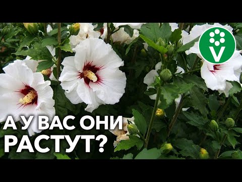 Видео: КРАСИВОЦВЕТУЩИЕ КУСТАРНИКИ ДЛЯ ВАШЕГО САДА! Выбираем, высаживаем и любуемся!