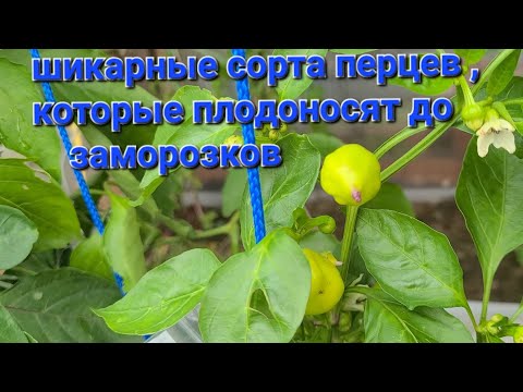 Видео: Шикарные сорта перцев, которые плодоносят до заморозков 