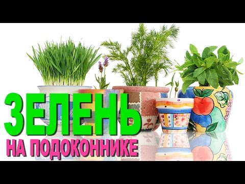 Видео: Выращивание зелени на подоконнике. Домашний розмарин.