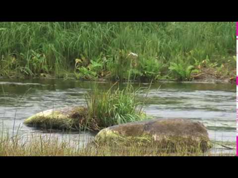 Видео: Ловля на микроколебалки. Выпуск 70