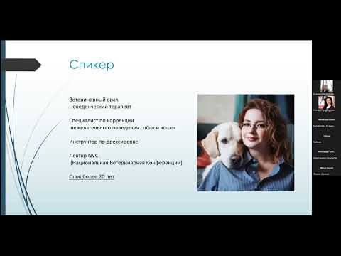 Видео: «Собака и кошка  Как их подружить»