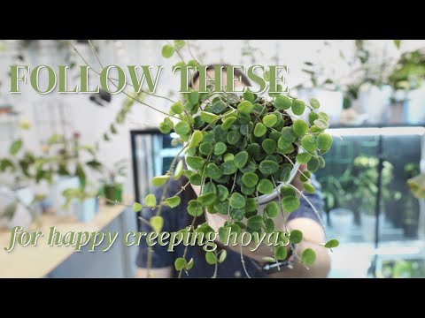 Видео: Как выращивать Hoya serpens, curtisii и tengchongensis | испытание для ползучих хой