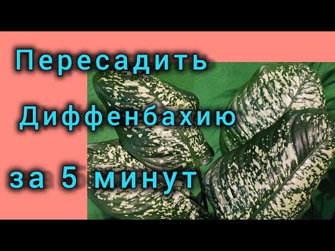 Видео: Посадка диффенбахии - это просто! 5 минут и грунт новый, растение обновлено