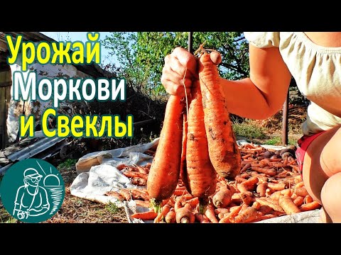 Видео: 🥕 Уборка урожая моркови и свеклы 🌱 Выращивание моркови и свеклы по технологии Гордеевых