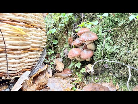 Видео: Грибной сезон 2025!!! Конец ноября, но сезон рано заканчивать?! Грибов море и разных, на любой вкус!