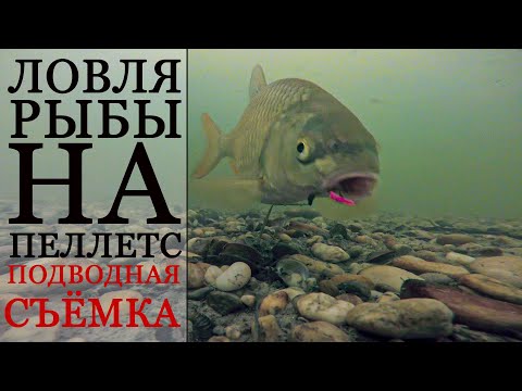 Видео: Ловля рыбы на Пеллетс подводная съёмка