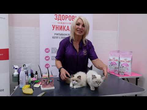 Видео: ГРУМИНГ КОТЁНКА ПОРОДЫ ХАЙЛЕНД СТРАЙТ