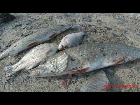 Видео: кастинговая сеть разведка щуки