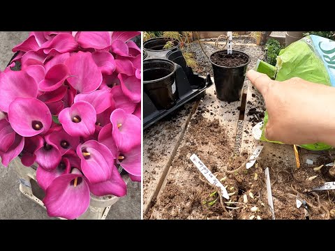 Видео: Начинаем выращивать каллы/канны и тысячелистник! 💚🌿💚 // Garden Answer