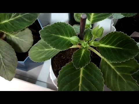 Видео: Перевалка сеянцев глоксинии