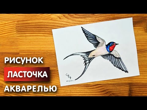 Видео: Как нарисовать ласточку карандашом и акварелью начинающим | Рисунок поэтапно и легко для детей