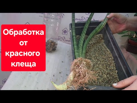 Видео: Пересадка и обработка Тайской Сансевиерии Fla- h13. Видео от 14.02.2025г.