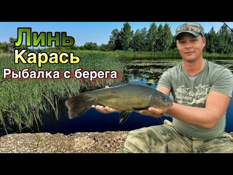 Видео: Ловим Крупного Линя и Карася с берега на Ладоге